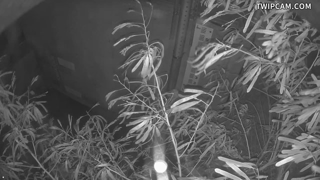 水利署水資源 第五河川分署 台子村堤防 0K+979 內水槍機 距離512公尺