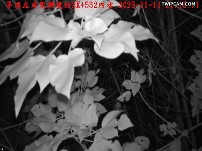 水利署水資源 第三河川分署 旱溪左岸聚興堤防2K+532 距離984公尺