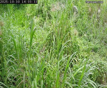 水利署水資源 水利署水利行政組 大安溪達觀堤防簡易站_3 距離9.8公里